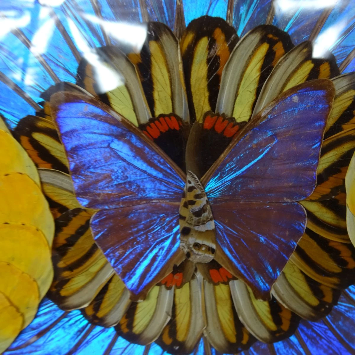 Cadre rond de papillon aquarelle provenant de différentes tipes de