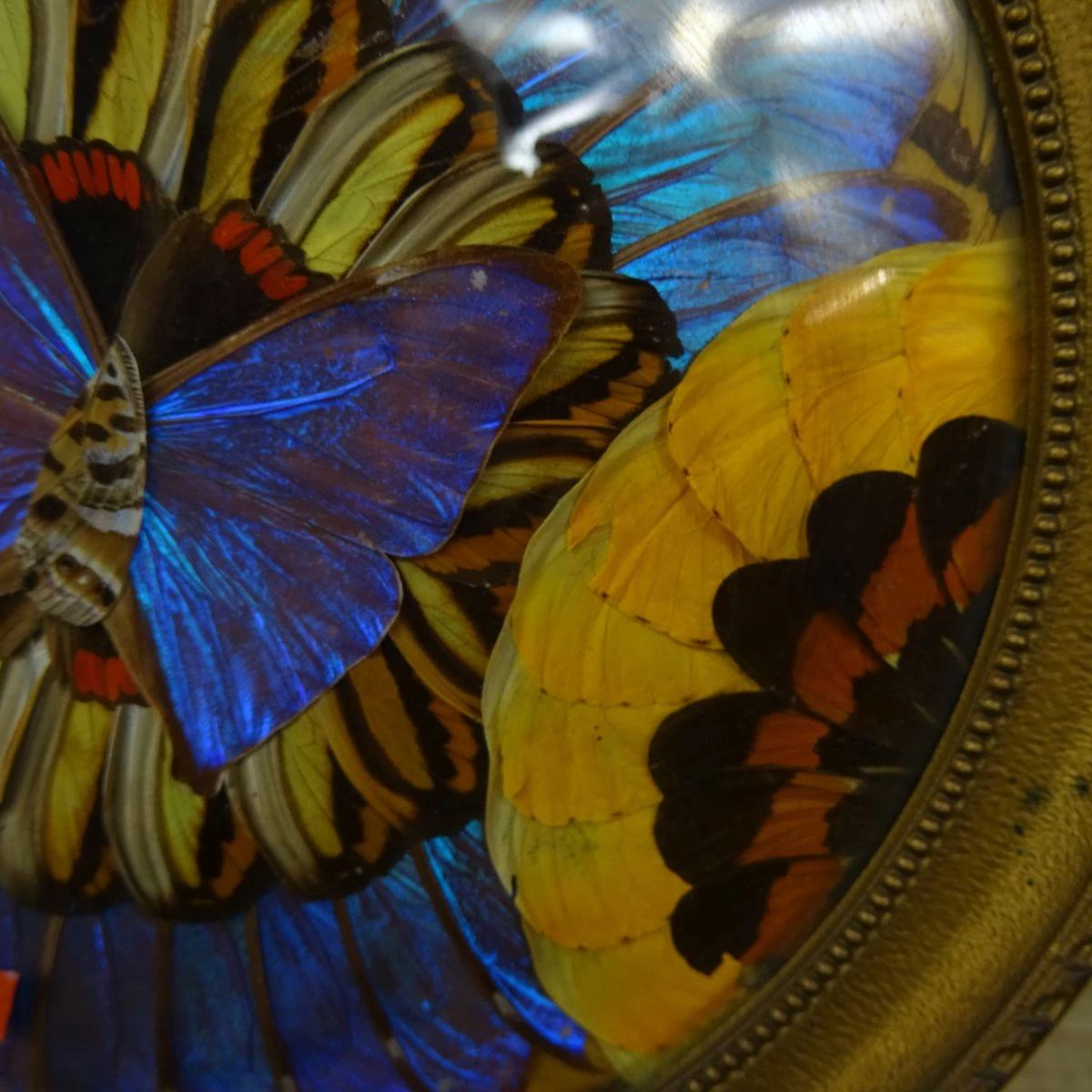 Cadre rond de papillon aquarelle provenant de différentes tipes de